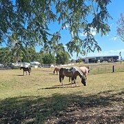 Home Owner wanting sitter in Brisbane, Queensland