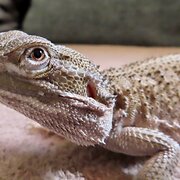 Home Owner wanting sitter in Boyne Island, Queensland