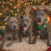 Home Owner wanting sitter in , Queensland