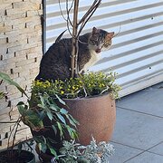 Home Owner wanting sitter in Geelong, Victoria