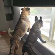 Home Owner wanting sitter in Adelaide, South Australia