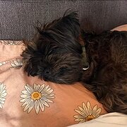 Home Owner wanting sitter in , Queensland