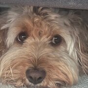 Home Owner wanting sitter in , Queensland