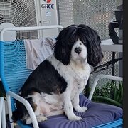 Home Owner wanting sitter in Gold Coast, Queensland