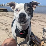 Home Owner wanting sitter in Brisbane , Queensland