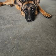 Home Owner wanting sitter in , New South Wales