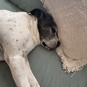 Home Owner wanting sitter in Gold Coast, Queensland