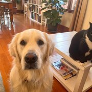 Home Owner wanting sitter in Sydney, New South Wales