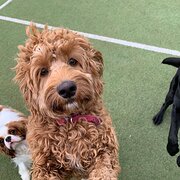 Home Owner wanting sitter in , Victoria