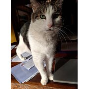 Home Owner wanting sitter in Perth, Western Australia