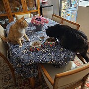 Home Owner wanting sitter in , New South Wales