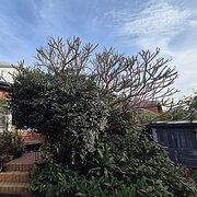 Home Owner wanting sitter in Sydney, New South Wales