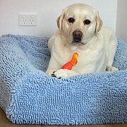 Home Owner wanting sitter in Sydney, New South Wales