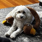 Home Owner wanting sitter in Glenelg , South Australia