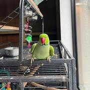 Home Owner wanting sitter in Newcastle , New South Wales