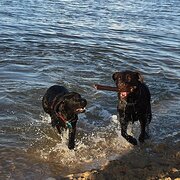 Home Owner wanting sitter in , Queensland