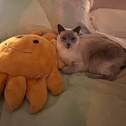 Home Owner wanting sitter in Ballarat, Victoria