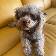 Home Owner wanting sitter in Wollongong, New South Wales