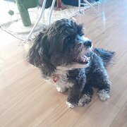 Home Owner wanting sitter in Bunbury , Western Australia