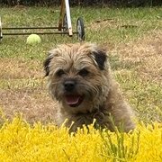 Home Owner wanting sitter in Melbourne, Victoria