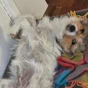 House Sitter - Giovanna