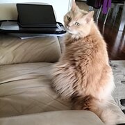 Home Owner wanting sitter in Perth Metro, Western Australia