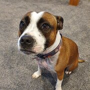 Home Owner wanting sitter in , Victoria