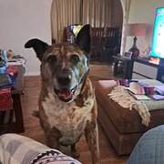 Home Owner wanting sitter in , New South Wales