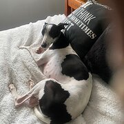 Home Owner wanting sitter in , New South Wales