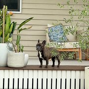 Home Owner wanting sitter in , Queensland