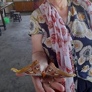 House Sitter - House/pet sitter