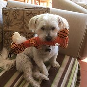 Home Owner wanting sitter in Colonel Light Gardens, South Australia