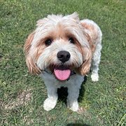 Home Owner wanting sitter in , New South Wales