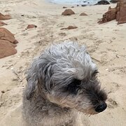 Home Owner wanting sitter in Perth, Western Australia