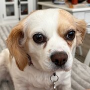 Home Owner wanting sitter in Perth, Western Australia