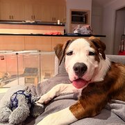 Home Owner wanting sitter in Perth , Western Australia