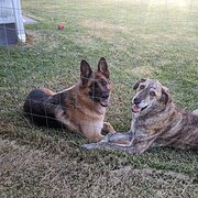 Home Owner wanting sitter in Newcastle, New South Wales