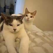 Home Owner wanting sitter in Sydney , New South Wales