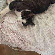 Home Owner wanting sitter in Melbourne, Victoria