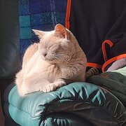 Home Owner wanting sitter in Adelaide, South Australia