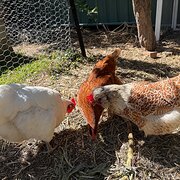 Home Owner wanting sitter in Canberra, Australian Capital Territory