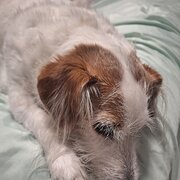 Home Owner wanting sitter in Caloundra, Queensland