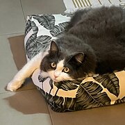 Home Owner wanting sitter in Townsville, Queensland