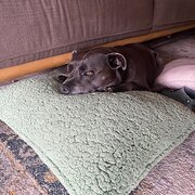 Home Owner wanting sitter in , New South Wales