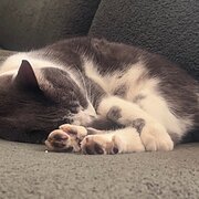 Home Owner wanting sitter in , Victoria