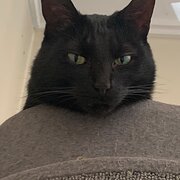 Home Owner wanting sitter in Hobart, Tasmania