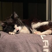 Home Owner wanting sitter in Perth, Western Australia