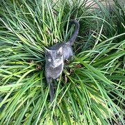 Home Owner wanting sitter in MACKAY, Queensland