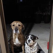 Home Owner wanting sitter in , Western Australia