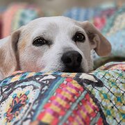 Home Owner wanting sitter in Shepparton , Victoria